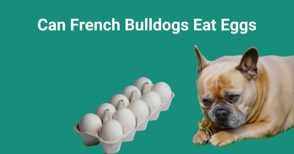 Can French Bulldogs Eat Eggs