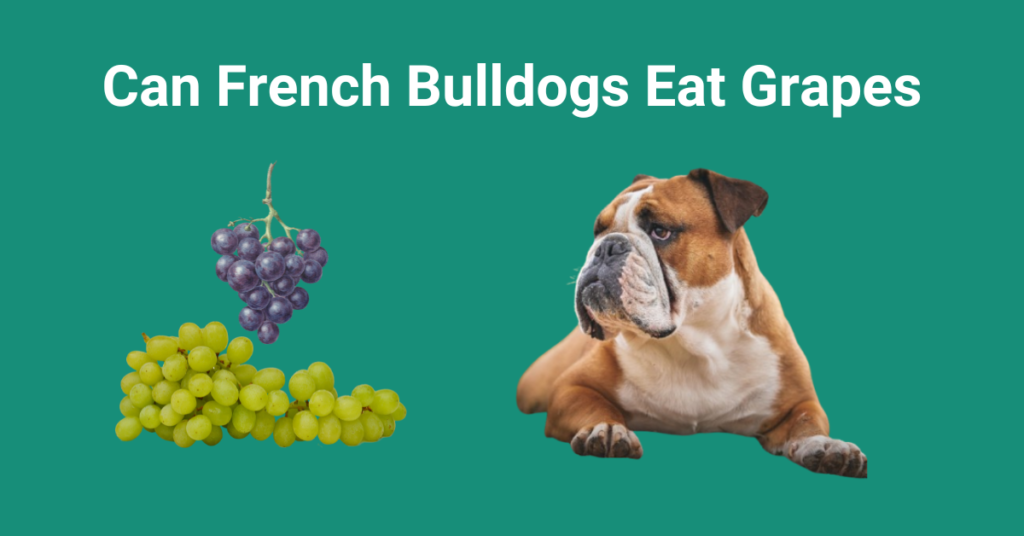 Can French Bulldogs Eat Grapes