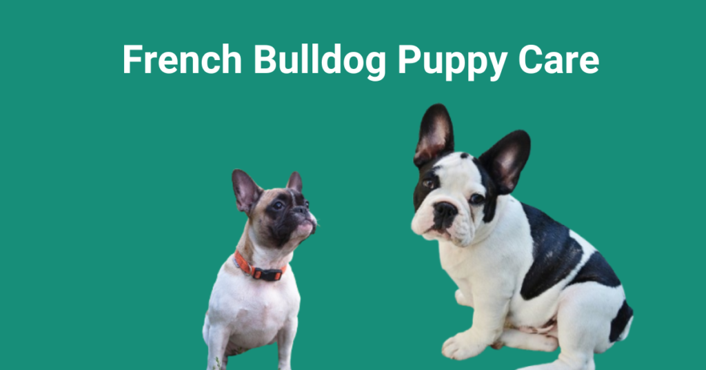 French Bulldog Puppy Care