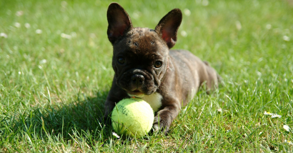What to Do if Your French Bulldog Eats Grapes