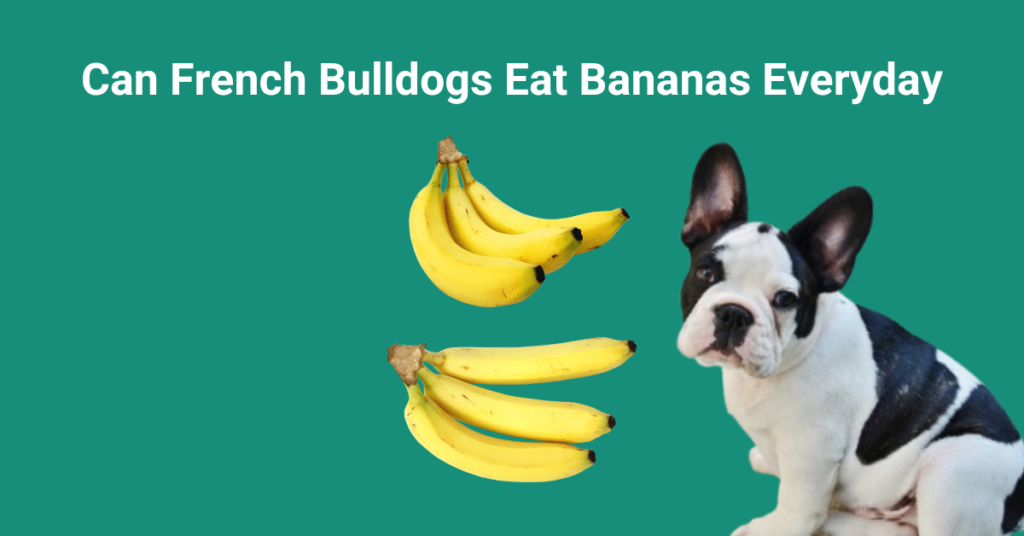 Can French Bulldogs Eat Bananas Everyday peels bread Chips